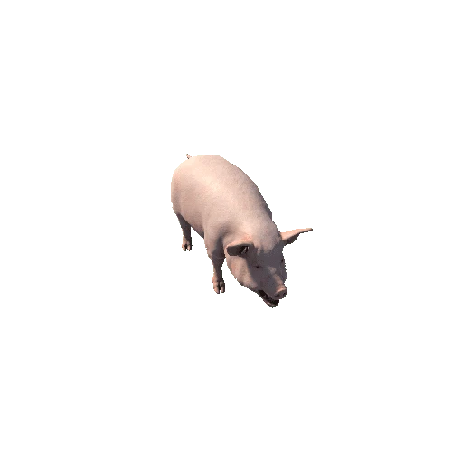 Pig_PBR