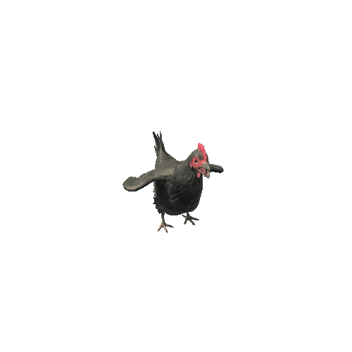 Chicken3_PBR