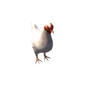 Chicken_White