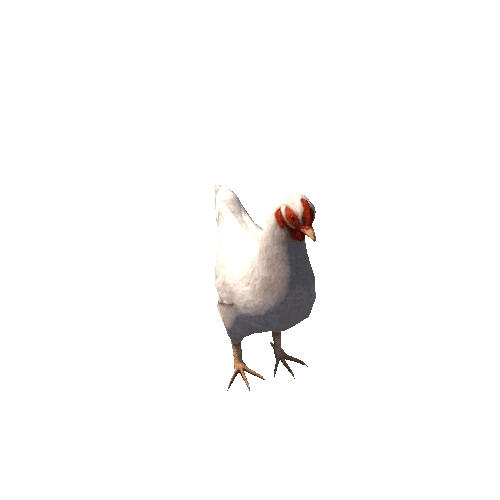 Chicken_White