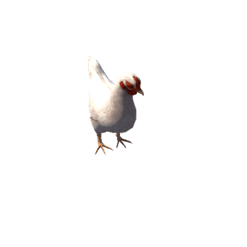 Chicken_White_An