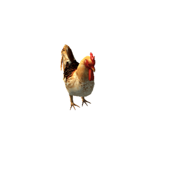 Rooster_An