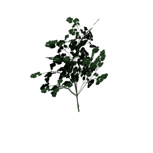 bush05_lod03