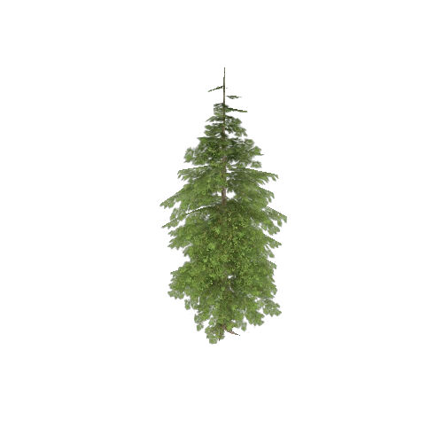 pine01_lod2