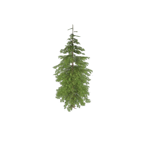 pine01_lod3