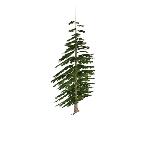 pine01_lod4