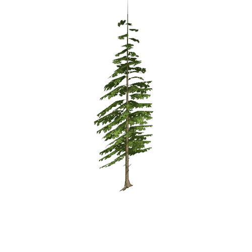 pine02_lod4