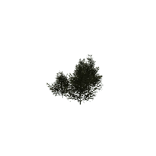 Tree11