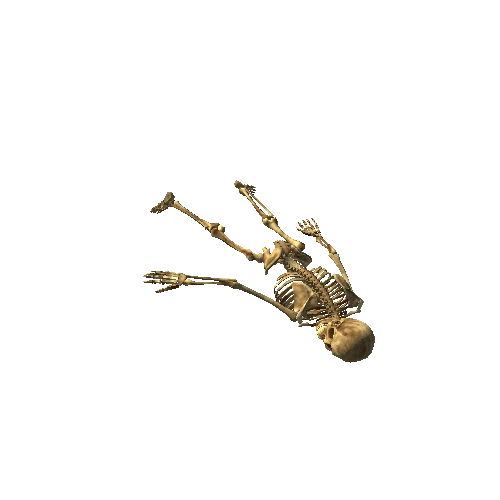 skeleton_Lying