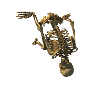 skeleton_Sitting