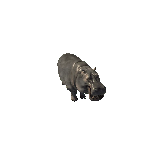 Hippopotamus_Legacy