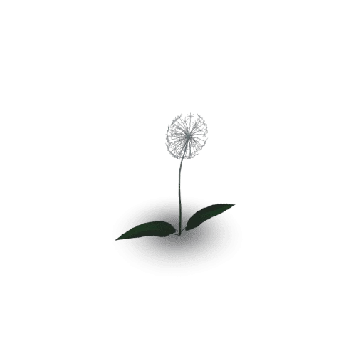 Dandelion_02_05