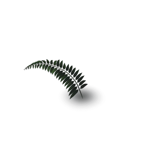 Fern_base