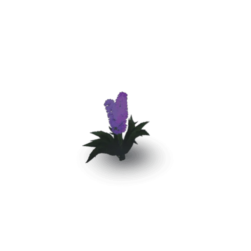 Hyacinth_05