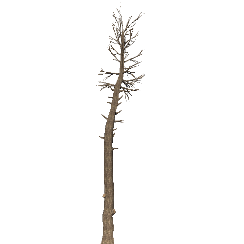 DeadTree24_1