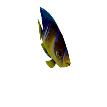 Yellow_Fish_09