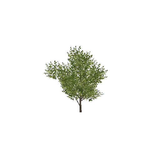 Tree5B_LOD