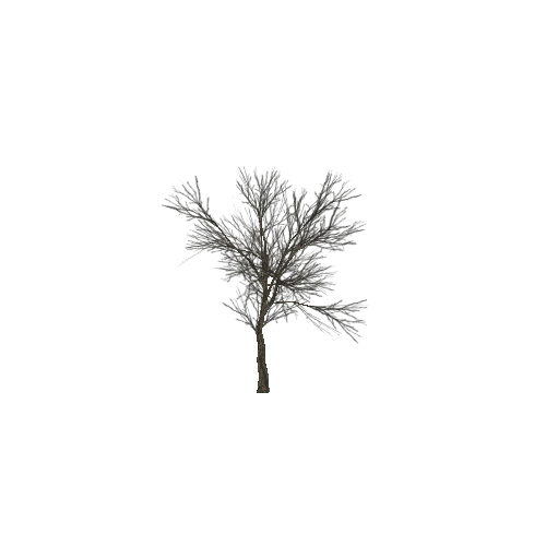 tree13A