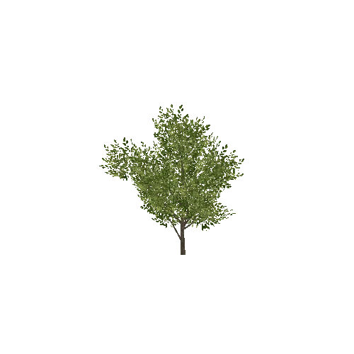 tree5B