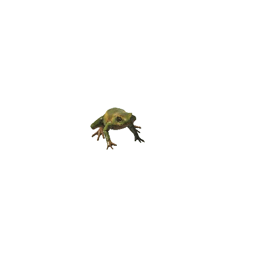 Frog_01