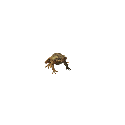 Toad_02