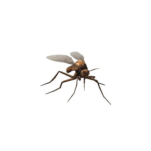 mosquito_01