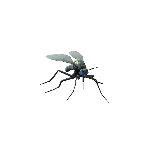 mosquito_02