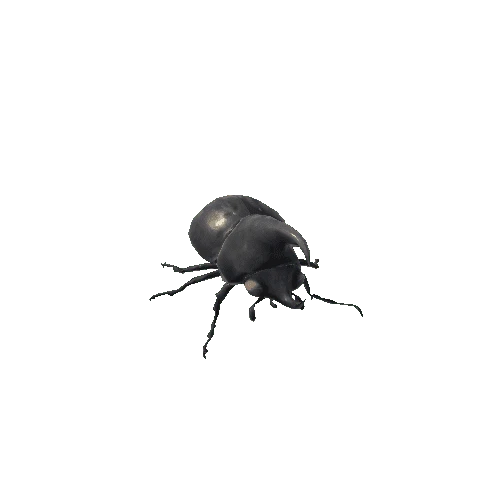 scarab_01