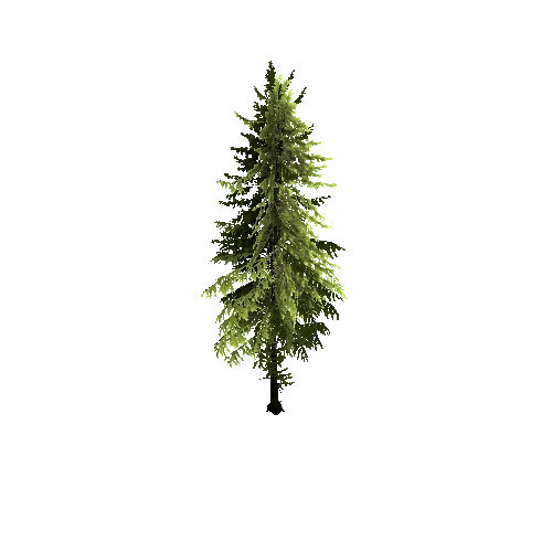 spruce_2