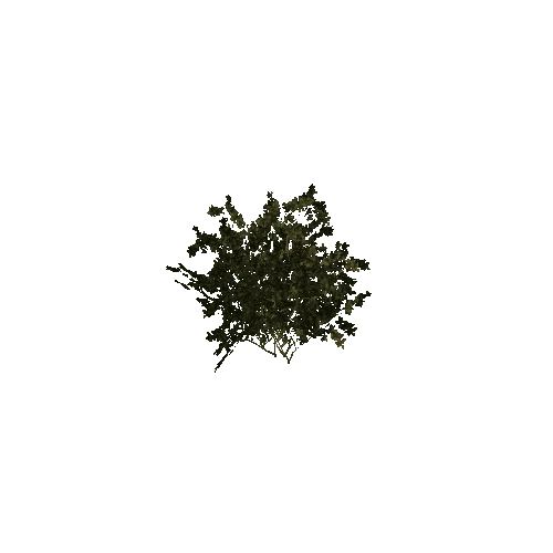 plant01_6