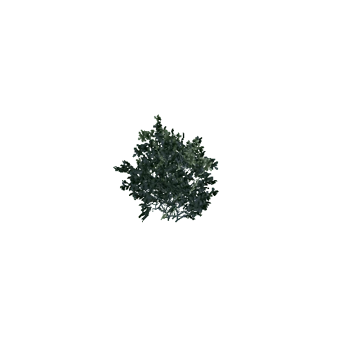 plant02_1