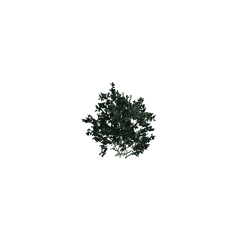 plant02_4