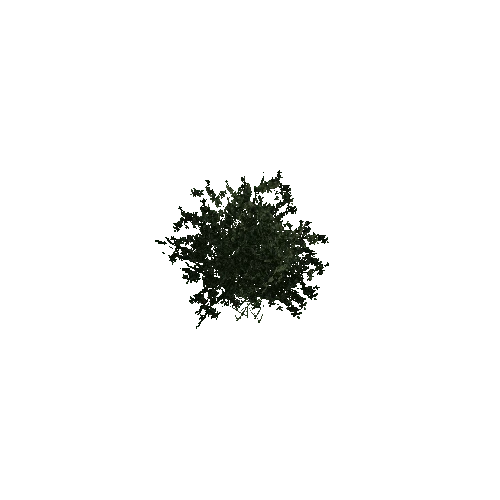 plant02_5