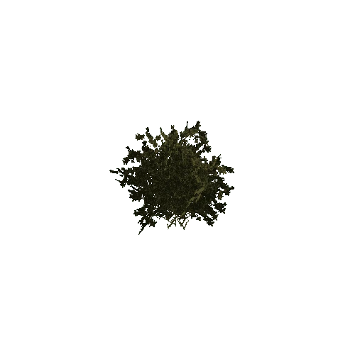 plant02_6