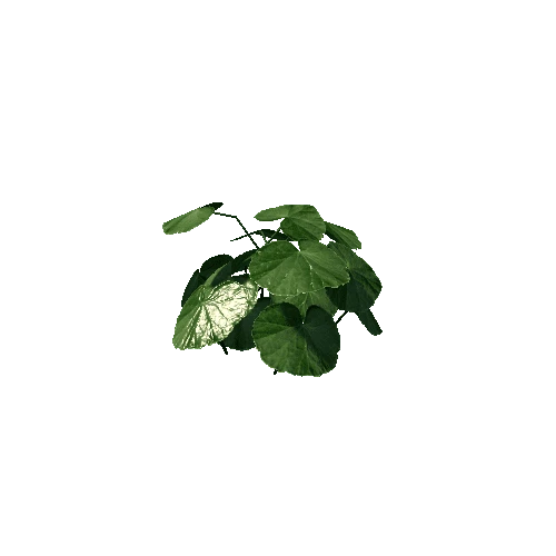 plant05_1