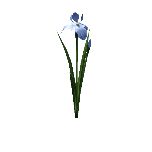 plant_iris01_b