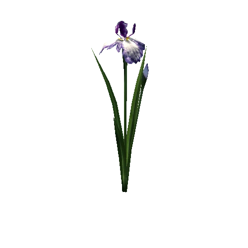 plant_iris01_lp