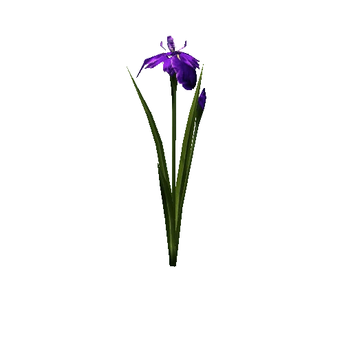 plant_iris01_p