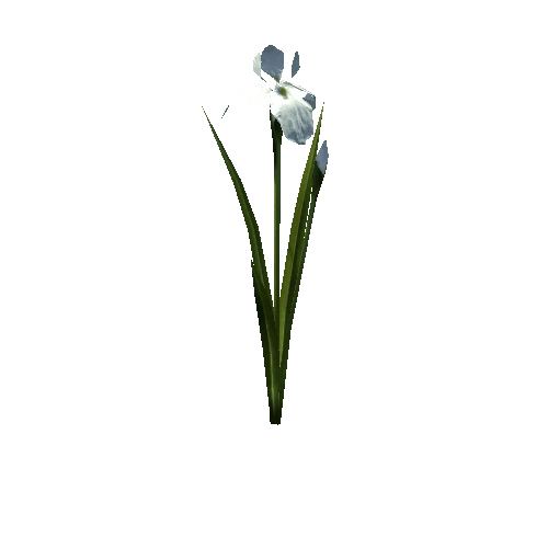 plant_iris01_w