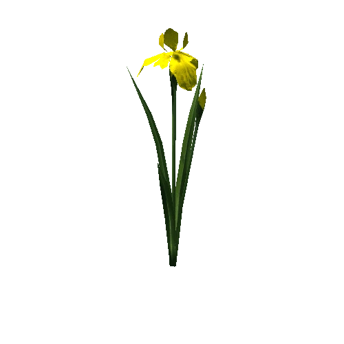 plant_iris01_y