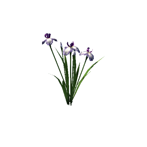 plant_iris02_lp