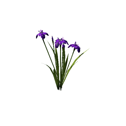 plant_iris02_p