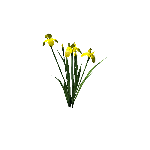 plant_iris02_y