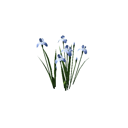 plant_iris03_b