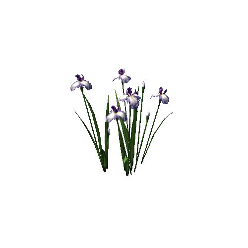 plant_iris03_lp