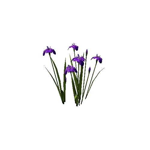 plant_iris03_p