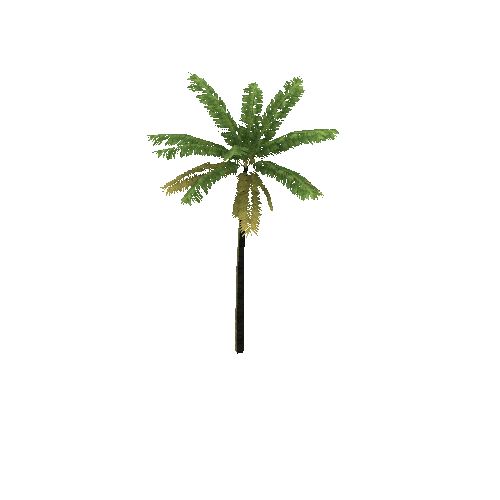 Palm