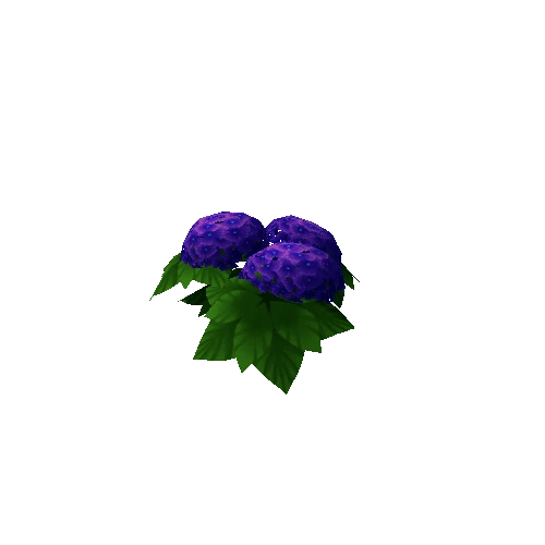 Hydrangea_Lv3