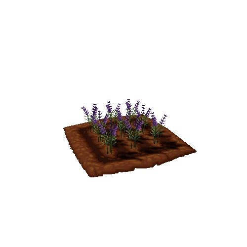 Lavender_Field_Lv2