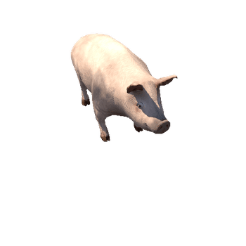 pig